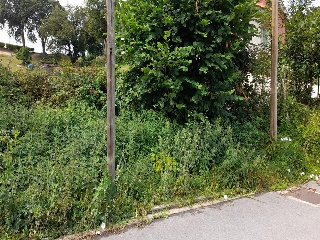 CIUDAD JARDIN-COLLOTO, Polígono 17 Parcela 9