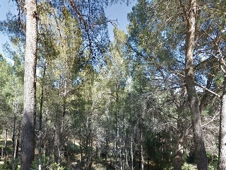 Otros en venta en Benicasim/benicàssim