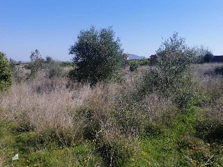 PARAJE BARRANCO DE LA CORBELLA, POLIG 8 8