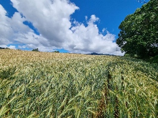 SECTOR LEVANTE SUR I 4