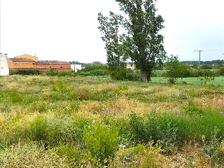 ALBERITE 8