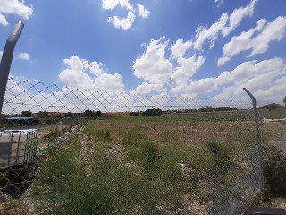 HUERTA DE ABAJO TIERSA Y LONGUERA 4
