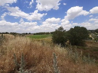HUERTA DE ABAJO TIERSA Y LONGUERA 5