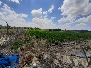 HUERTA DE ABAJO TIERSA Y LONGUERA 11