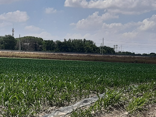 HUERTA DE ABAJO TIERSA Y LONGUERA 13