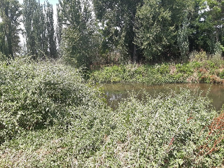 HUERTA DE ABAJO TIERSA Y LONGUERA 14