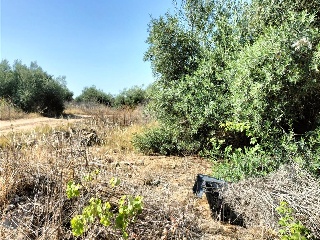 Carretera de Palomares 10