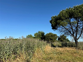 CAMINO DEL PORCILLO, POLIGONO 3 3