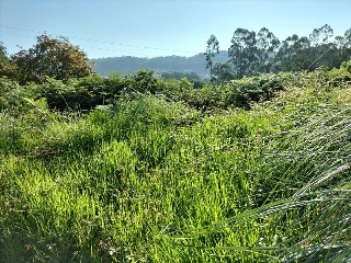 FREIXEIRO-DORRON Suelo Polígono 55 Parcela 11