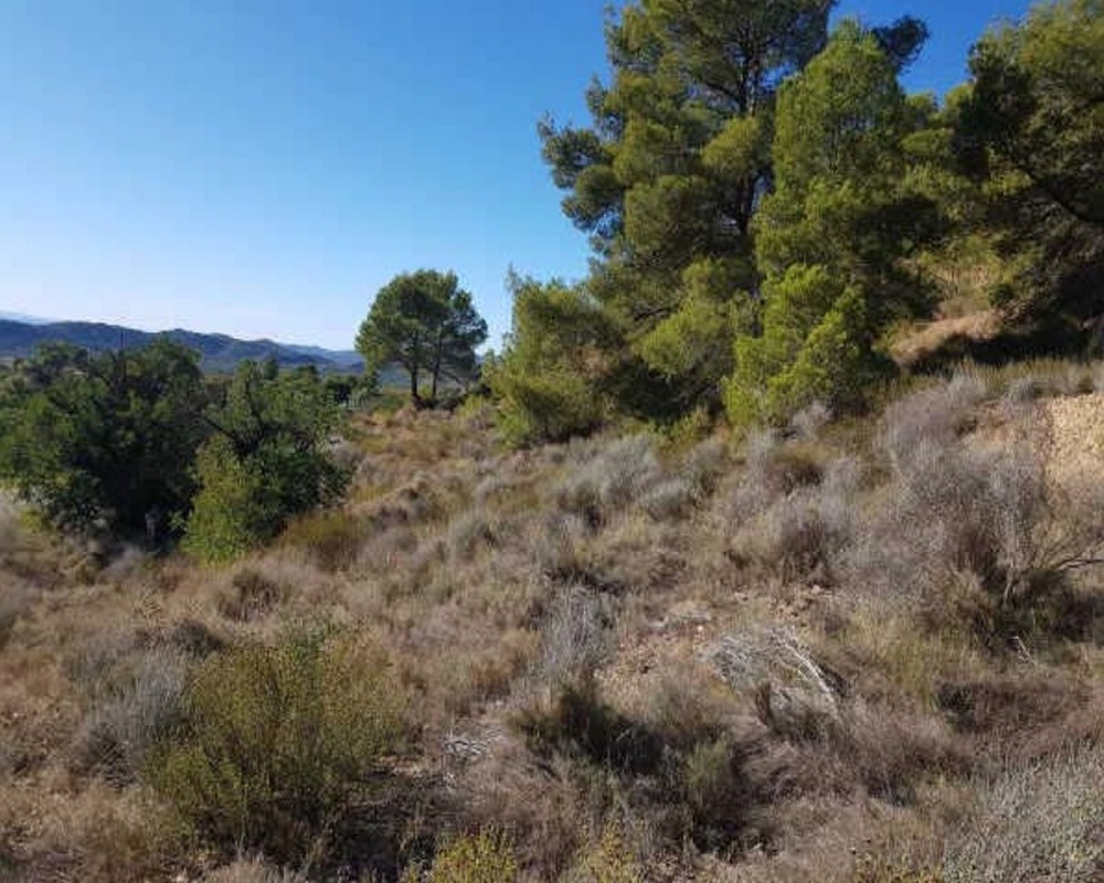 FOYA DEL CAC