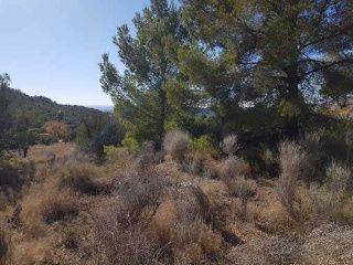 FOYA DEL CAC 5