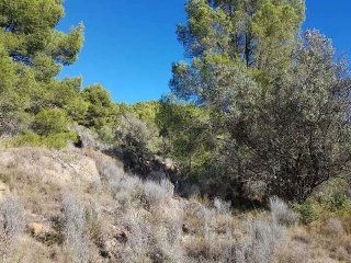 FOYA DEL CAC 8