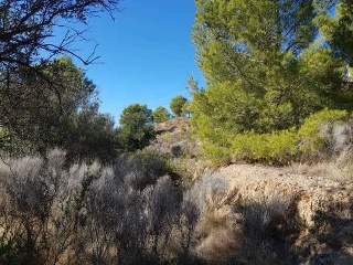 FOYA DEL CAC 9