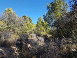 FOYA DEL CAC 12