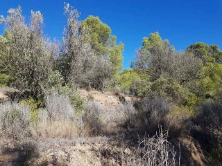 FOYA DEL CAC 14