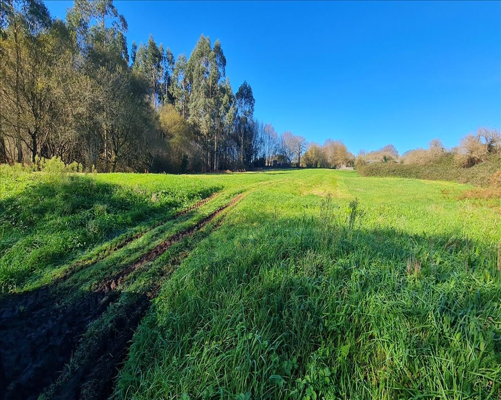 CAMPIÑA. Polígono 507 Parcela