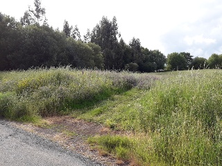 CAMPIÑA. Polígono 507 Parcela 9