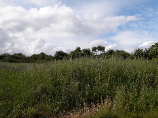 CAMPIÑA. Polígono 507 Parcela 11