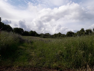 CAMPIÑA. Polígono 507 Parcela 12