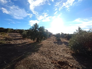 PAGO DE LA PIEDRA DE LOS CUARTILLOS 6