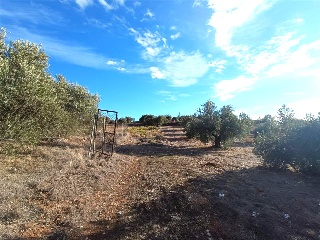 PAGO DE LA PIEDRA DE LOS CUARTILLOS 7