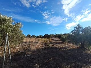 PAGO DE LA PIEDRA DE LOS CUARTILLOS 9
