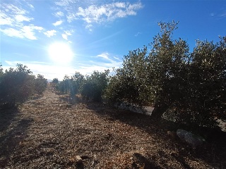PAGO DE LA PIEDRA DE LOS CUARTILLOS 10