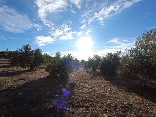 PAGO DE LA PIEDRA DE LOS CUARTILLOS 11