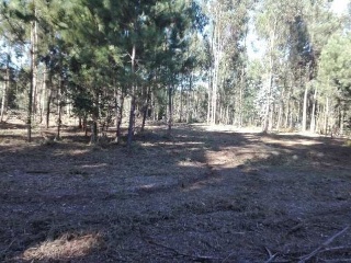 LOUREIROS, PARCELA 10
