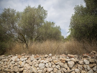 Camí del Llorito, 114- Polígono 5 9