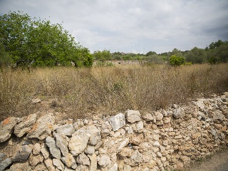 Camí del Llorito, 114- Polígono 5 10
