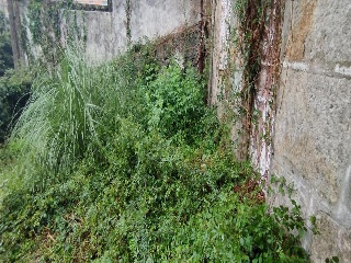 ANTELO MARIÑO - SALVADOR 6