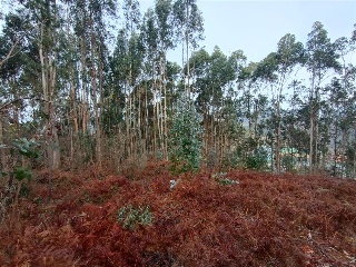 CONS-MOURENTE Polígono 166 Parcela 2