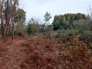 CONS-MOURENTE Polígono 166 Parcela 6