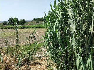 PARAJE ALBARES BAJOS. POLÍGONO 4, PARCELA 7