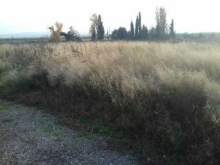 PARAJE ALBARES BAJOS. POLÍGONO 4, PARCELA 12