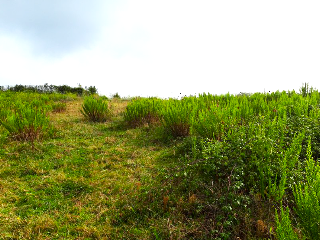 de la Coria a Santurio. Polígono 100 Parcela 3