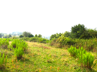 de la Coria a Santurio. Polígono 100 Parcela 5