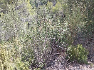 P.P.O CAMI DELS OCELLS 9