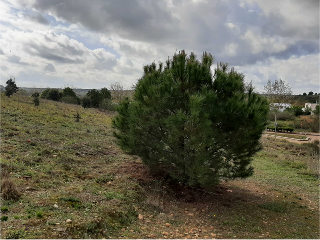 NUS-20 GOLF GUADIANA, MANZANAS C-3.A 5