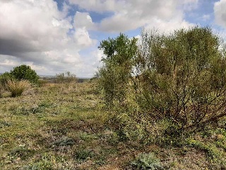 NUS-20 GOLF GUADIANA, MANZANAS C-3.A 13