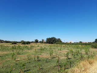 VIRGEN DE GUADALUPE 7