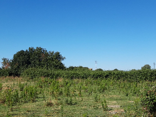 VIRGEN DE GUADALUPE 11