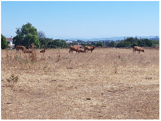 VIRGEN DE GUADALUPE 16