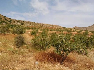 Nº 81 Parcela 363. Paraje Los Simonetes 7