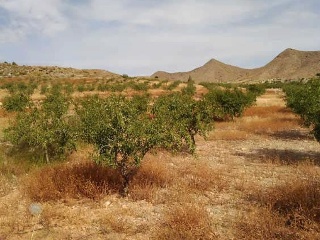 Nº 81 Parcela 363. Paraje Los Simonetes 8