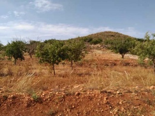 Nº 81 Parcela 397. Bancal El Moro 6