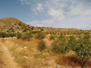 Nº 81 Parcela 397. Bancal El Moro 9