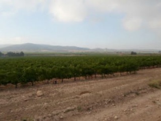 Terreno rustico en Partida de Alhorines, Villena (Alicante) 6