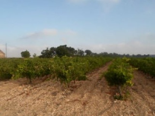 Terreno rustico en Partida de Alhorines, Villena (Alicante) 9